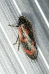 Haematoloma dorsata