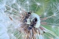 Rhyparochromus vulgaris