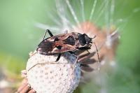 Rhyparochromus vulgaris