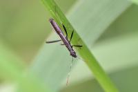 Micrelytra fossularum