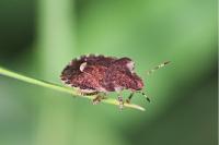 Dyroderes umbraculatus