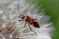 Corizus hyoscyami
