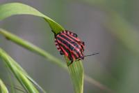 Graphosoma italicum