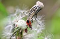 Melanocoryphus albomaculatus