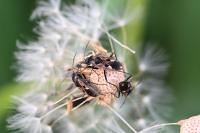 Rhyparochromus vulgaris