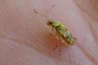 Rhabdomiris striatellus