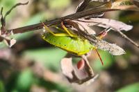 Piezodorus lituratus