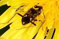 Rhyparochromus vulgaris