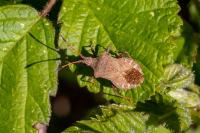 Coreus marginatus
