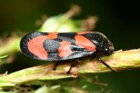 Cercopis vulnerata
