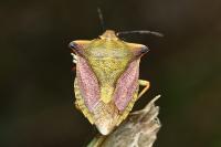 Carpocoris mediterraneus