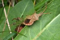 Coreus marginatus