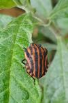 Graphosoma italicum