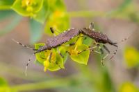 Dicranocephalus albipes