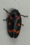 Cercopis intermedia
