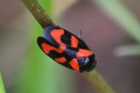 Cercopis vulnerata