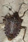 Halyomorpha halys