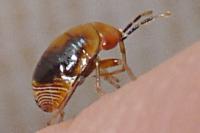 Geocoris erythrocephalus