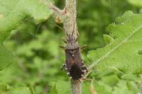 Ceraleptus gracilicornis