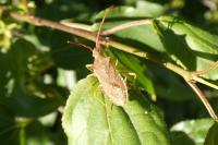 Gonocerus acuteangulatus