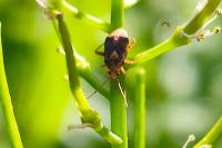Liocoris tripustulatus
