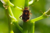 Liocoris tripustulatus