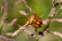 Carpocoris purpureipennis