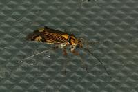 Rhabdomiris striatellus