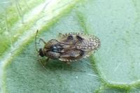 Dictyla humuli