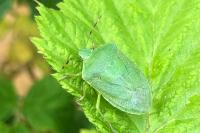 Nezara viridula