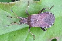 Ceraleptus gracilicornis