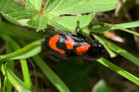 Cercopis vulnerata