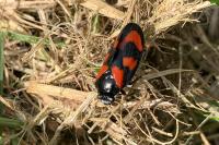 Cercopis vulnerata