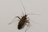 Closterotomus fulvomaculatus