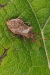 Coreus marginatus