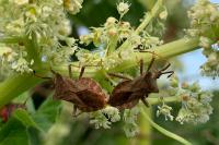 Coreus marginatus