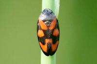 Cercopis vulnerata