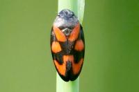Cercopis vulnerata