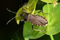Dicranocephalus agilis