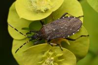 Dicranocephalus agilis
