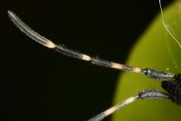 Dicranocephalus agilis