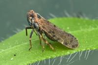 Cixius