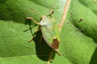Palomena prasina