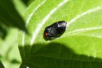 Penthimia nigra