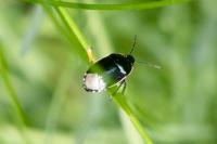 Canthophorus