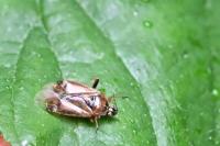 Harpocera thoracica