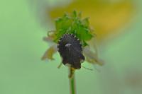 Dyroderes umbraculatus