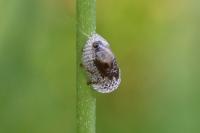 Aphrophora