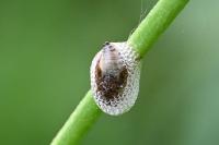 Aphrophora
