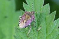 Dolycoris baccarum